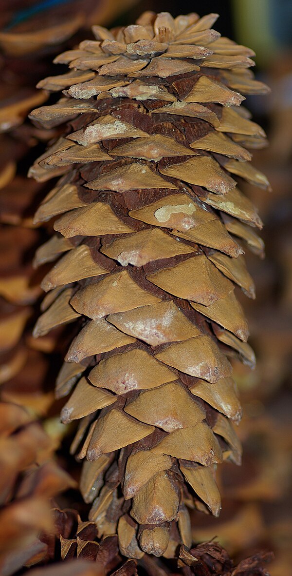 Limber pine cone from San Jacinto Mountains