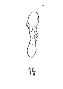 Lioponera sp. femelle 1937 N. Théobald éch R209 x3 p. 196 pl. XIII Insectes du Sannoisien de Kleinkembs.