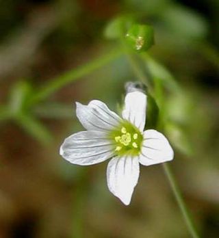 <i>Linum catharticum</i> Species of flowering plant