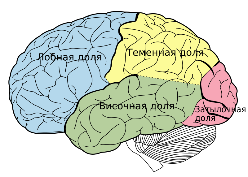 File:Lobes of the brain rus.svg