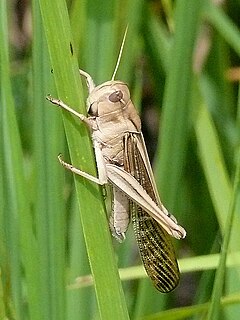 <span class="mw-page-title-main">African migratory locust</span> Subspecies of locust