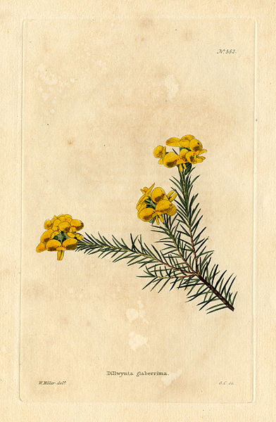 File:Loddiges 582 Dillwynia glaberrima drawn by W Miller.jpg