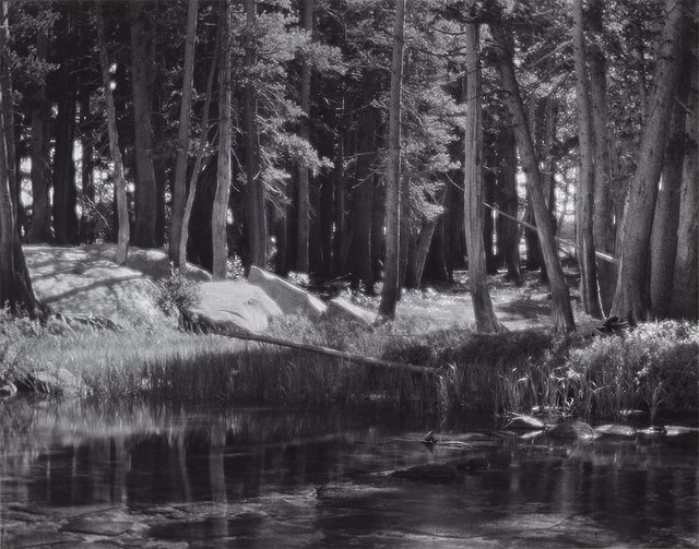 Lodgepole Pines, Lyell Fork of the Merced River, Yosemite National Park (1921)