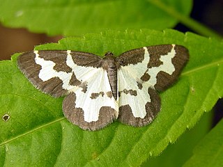 Clouded border species of insect