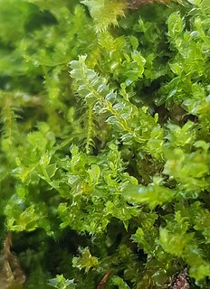 <i>Lophocolea</i> Genus of liverworts