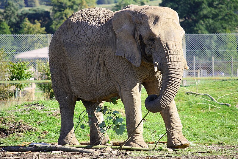 File:Loxodonta africana in Blair Drummond Safari Park.JPG