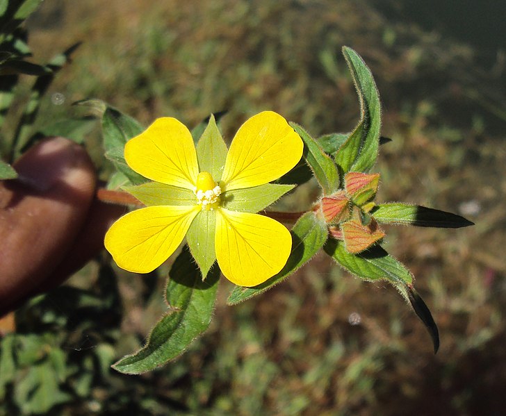 File:Ludwigia octovalvis 01.JPG