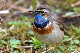 Blaukehlchen.