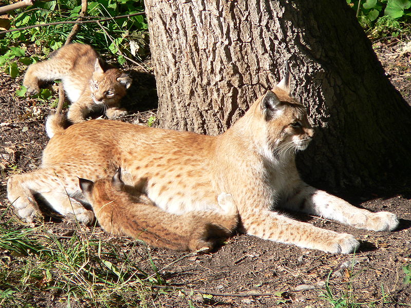 File:Lynxes at Skansen.jpg