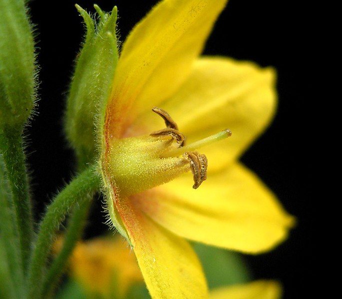 File:Lysimachia punctata4 ies.jpg