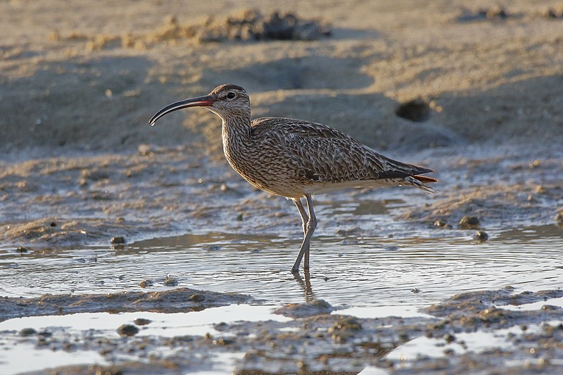 File:Maçarico-galego (Numenius phaeopus) (51399013462).jpg