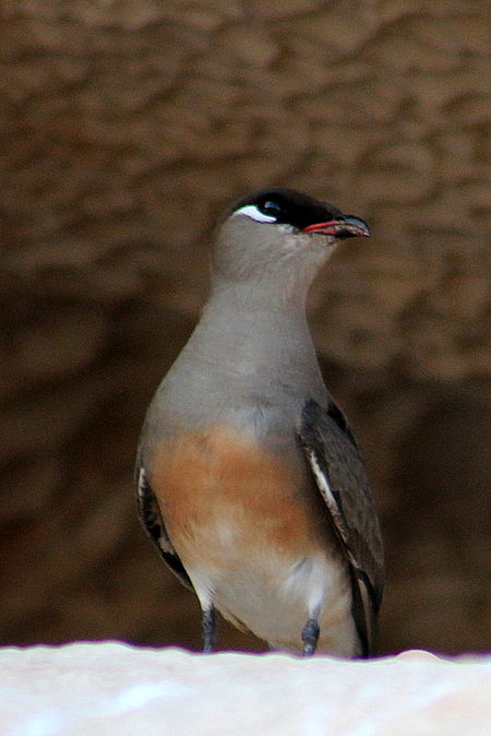 Glareola ocularis