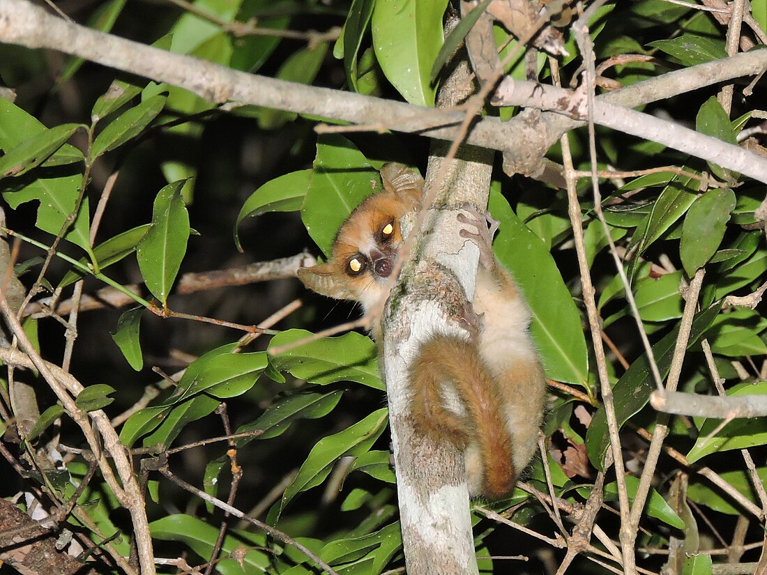 Madame Berthe's mouse lemur