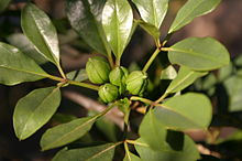 Flower buds Maerua cafra05.jpg