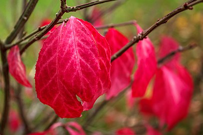 Magenta leaves on a Common Spindle bush in Tuntorp