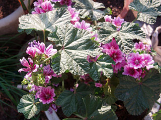 <i>Malope</i> Genus of flowering plants