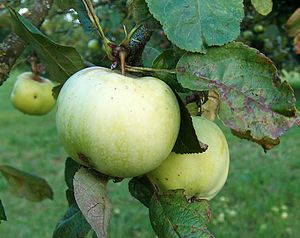 Malus Lord-Grosvenor.jpg