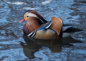 The mandarin duck in Central Park in November 2018 Mandarin duck in Central Park (30055).jpg