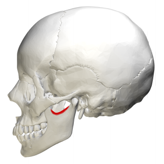 <span class="mw-page-title-main">Mandibular notch</span> Groove in the ramus of the mandible