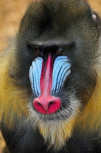 File:Mandrillus sphinx Chester zoo.jpg