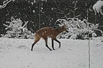 Thumbnail for File:Maned wolf, Smithsonian National Zoological Park (2200380258).jpg