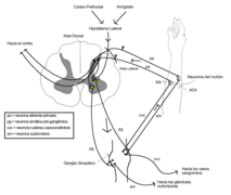 Mecanismo contribucion simpatica al dolor y sensacion.png