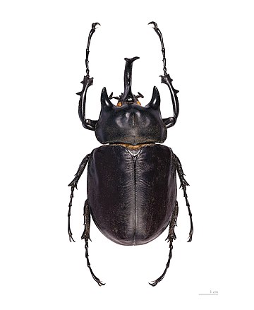 Actaeon beetle