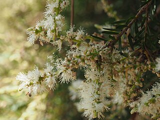<i>Melaleuca decora</i> Species of tree