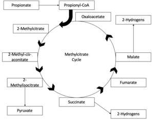<span class="mw-page-title-main">Methylcitrate cycle</span>
