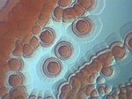 Miniatura para Methylobacterium symbioticum