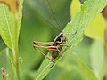 Metrioptera roeselii (Hagenbach, 1822)