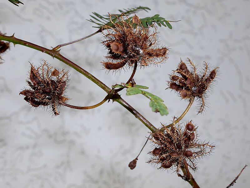 File:Mimosa pudica seed pods.jpg