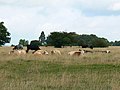 Minchinhampton Common and some cattle, near Minchinhampton - geograph.org.uk - 931032.jpg