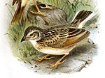 Thumbnail for White-tailed lark