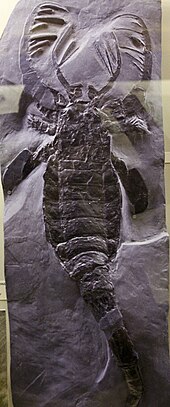 Fossil of the Silurian eurypterid ("sea scorpion") Mixopterus Mixopterus cropped.jpg