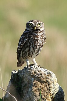 Mochuelo Común (Athene noctua) (1) .jpg