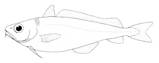 <i>Mora moro</i> Species of fish