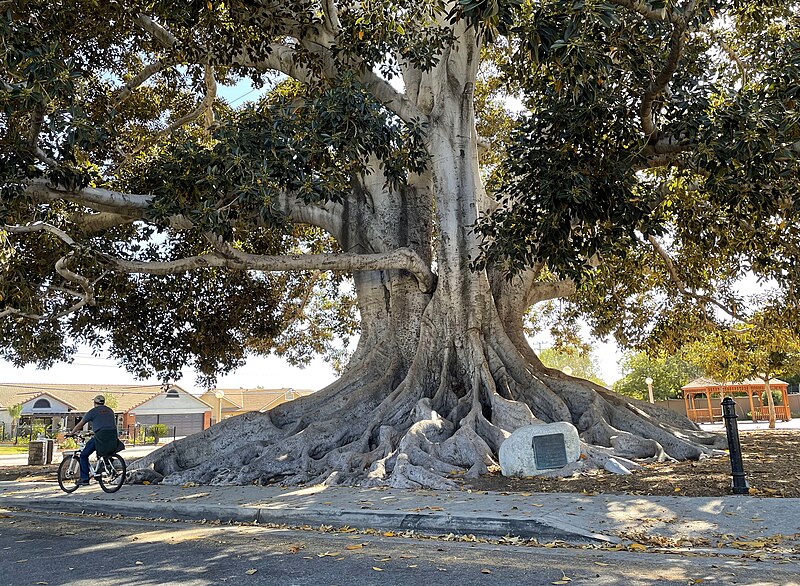 File:Moreton Bay Fig Tree, Glendora, CA - June 2022.jpg