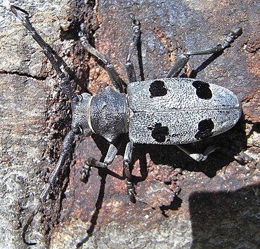 Насекомые занесенные. Morimus funereus. Моримус Жук. Жуки Румынии. Моримус темный.