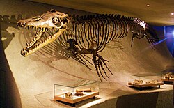 Mosasaurus hoffmannii - skeleton.jpg