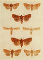 Moths of the British Isles Plate150.jpg