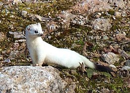The ermine, or stoat. Once considered the most noble of animals because it would rather die than dirty its fur, it is now considered an invasive species.