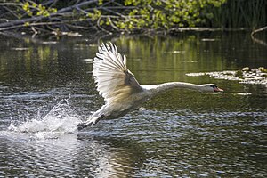 Höckerschwan: Aussehen, Stimme und Instrumentallaute, Flugbild