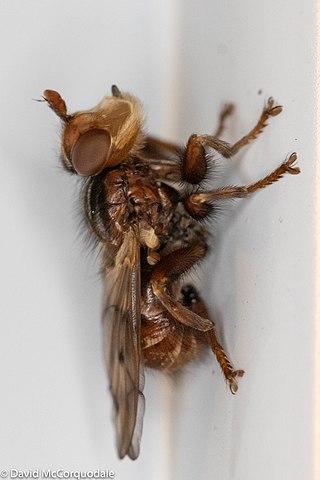 <i>Myopa vicaria</i> Species of fly