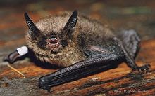 Netopýr Brandtův (Myotis brandtii) ležící na dřevěné podložce.