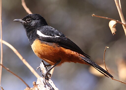 Myrmecocichla cinnamomeiventris -Mapungubwe National Park, Limpopo Province, South Africa -male-8