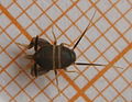 Thumbnail for Myrmecophilus acervorum