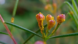 Myrtle rust on Geraldton Wax flower buds (8595049832).jpg