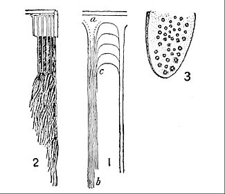 The Art of Mouth Drawing » Whalebone