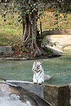 Rare white tiger of Madhya Pradesh at NZP